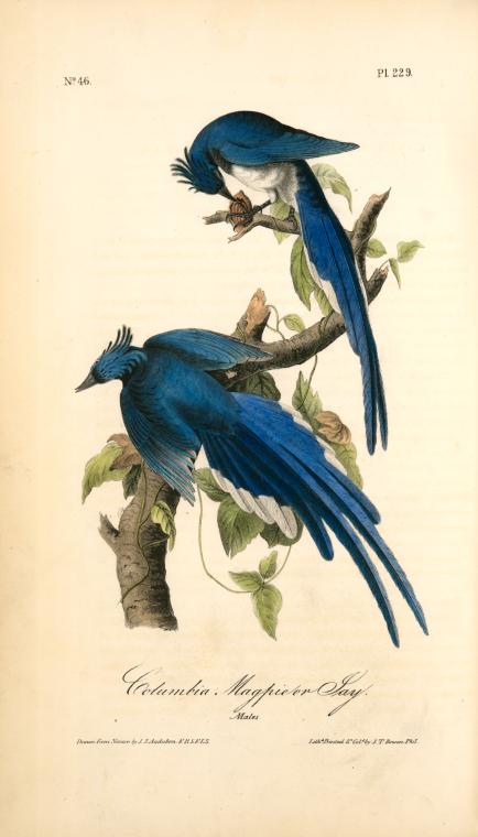Columbia Magpie Or Jay. Male — John James Audubon