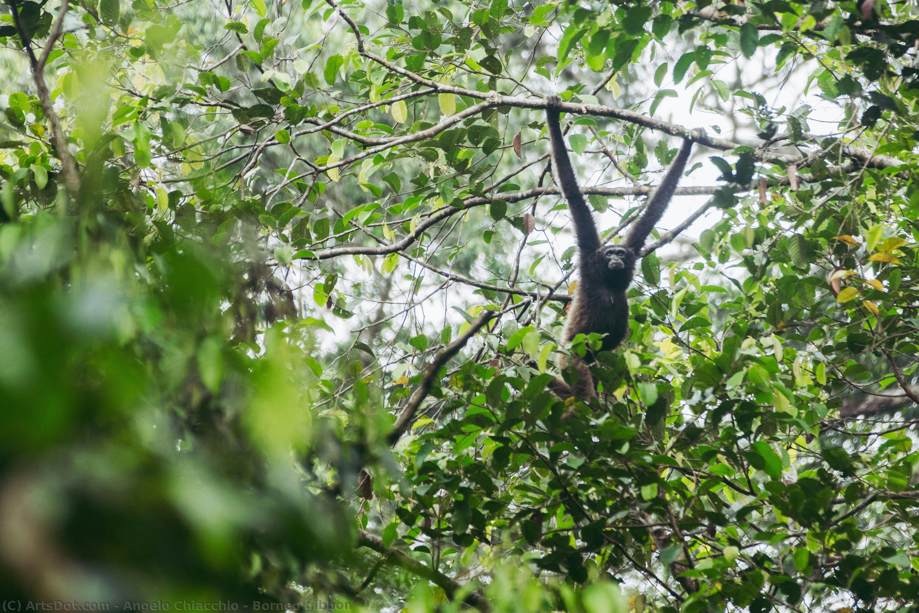 Borneo Gibbon — Анджело Кьяккио
