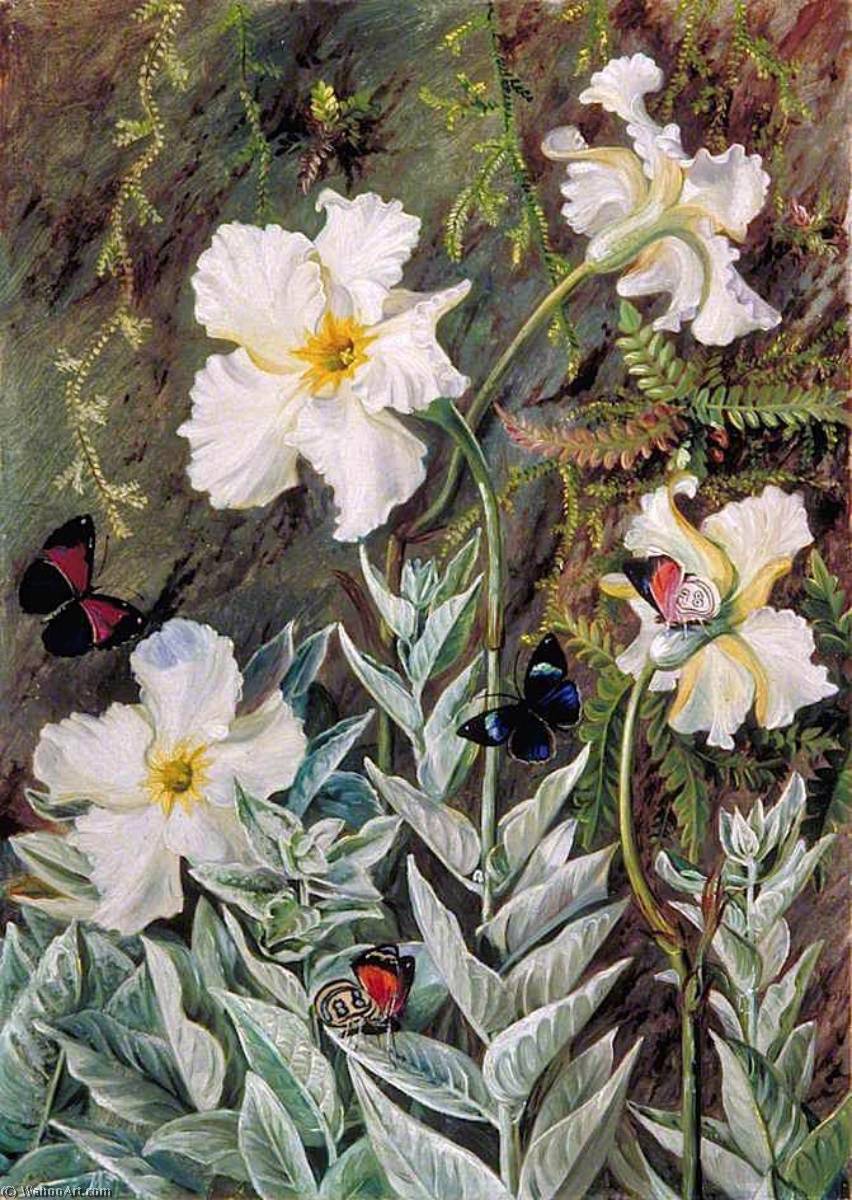Flannel Flower Of Casa Branca And Butterflies, Brazil — Marianne North