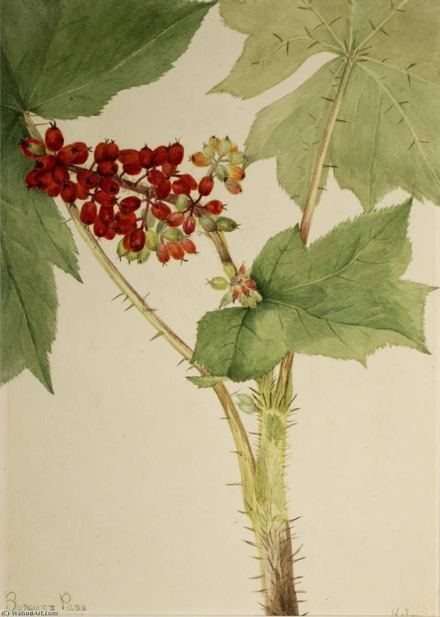 Devilsclub (echinopanax Horridum) — Mary Vaux Walcott