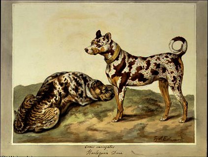 The Harlequin Dane — Sydenham Teast Edwards