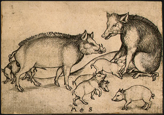 Family Of Pigs — Martin Schongauer
