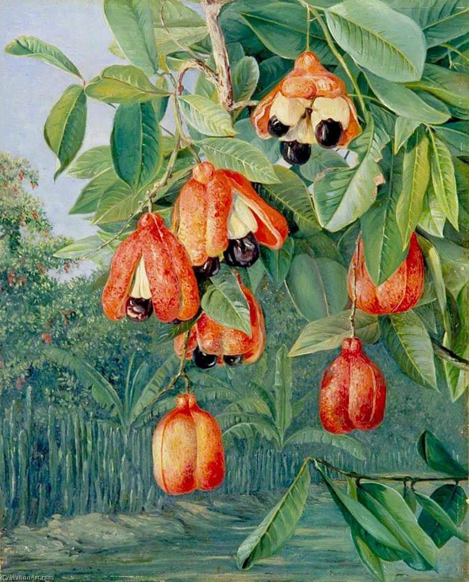 Foliage And Fruit Of The Akee, Jamaica — Marianne North