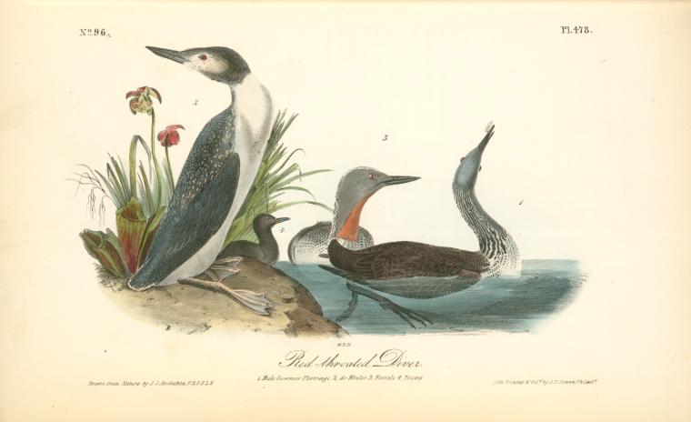 Red-throated Diver. 1. Male Summer Plumage. 2. Do Winter. 3. Female. 4. Young — John James Audubon