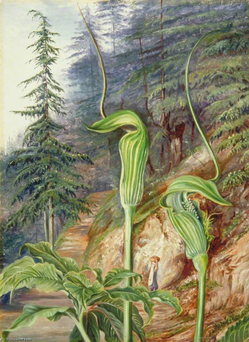 The Cobra Plant Under Deodars, At Simla, India — Marianne North