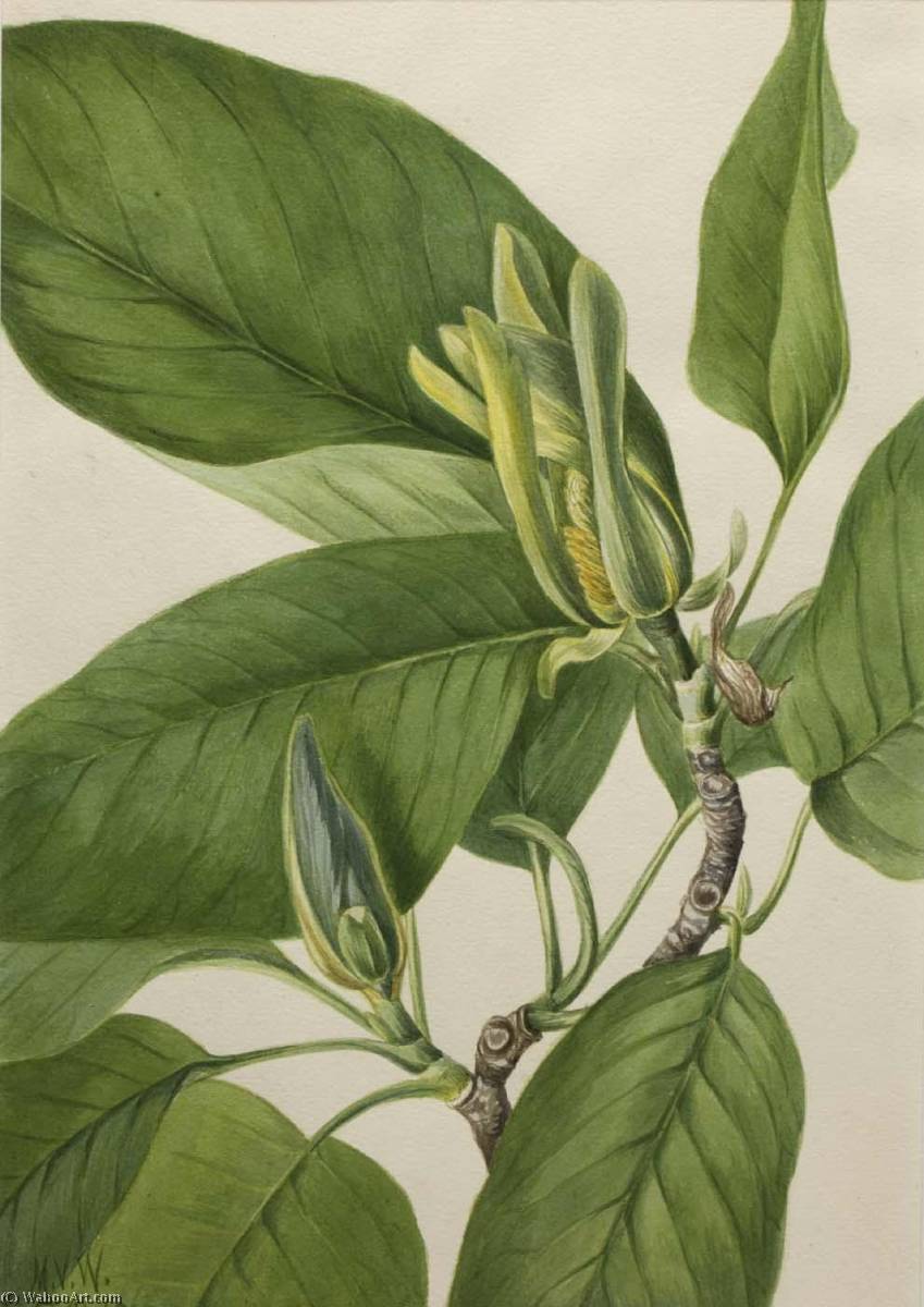 Cucumbertree (magnolia Acuminata) — Mary Vaux Walcott