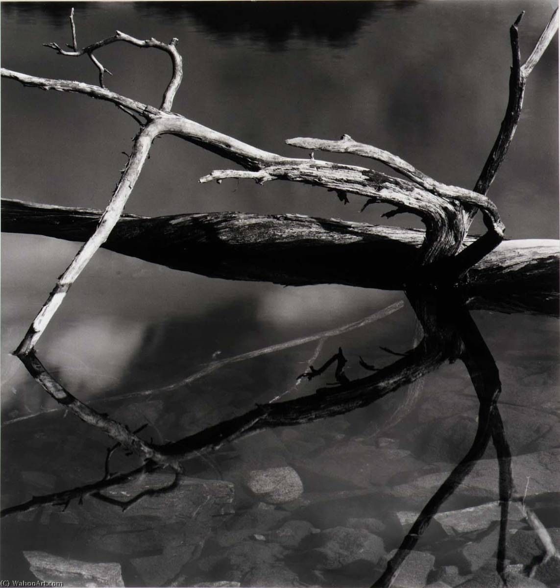 Untitled — Brett Weston