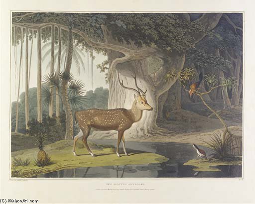 A Picturesque Illustration Of The Scenery, Animals, And Native Inhabitants, Of The Island Of Ceylon — Samuel Daniell