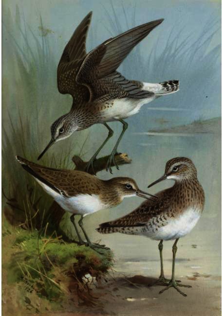 Sandpipers — Архибальд Торборн