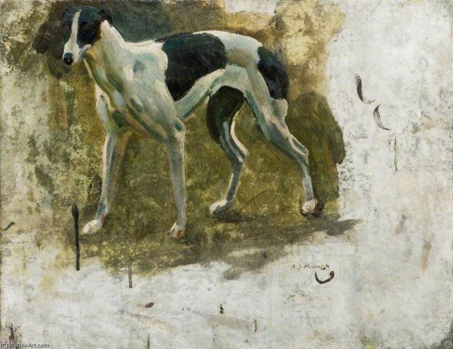 Study Of A Black And White Greyhound — Sir Alfred James Munnings