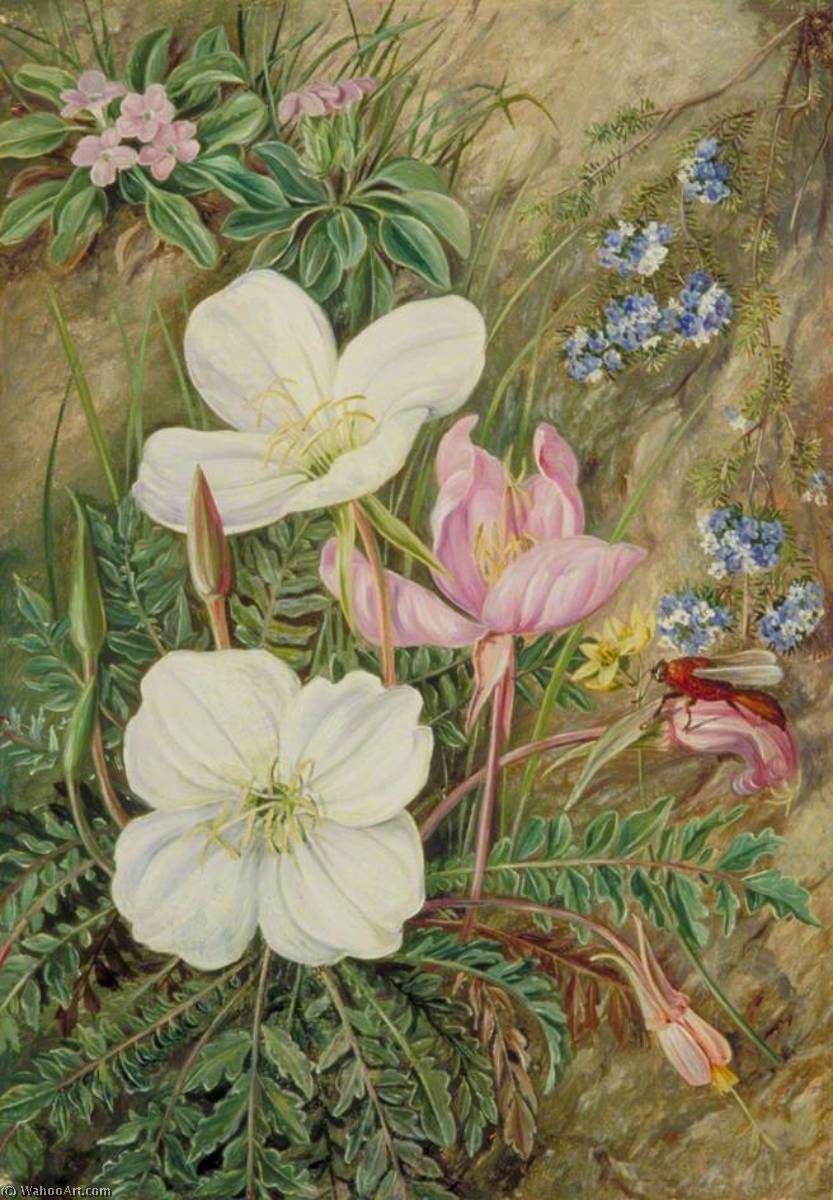 Common Flowers Of Chili — Marianne North
