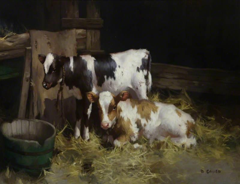 Two Ayrshire Calves — David Gauld