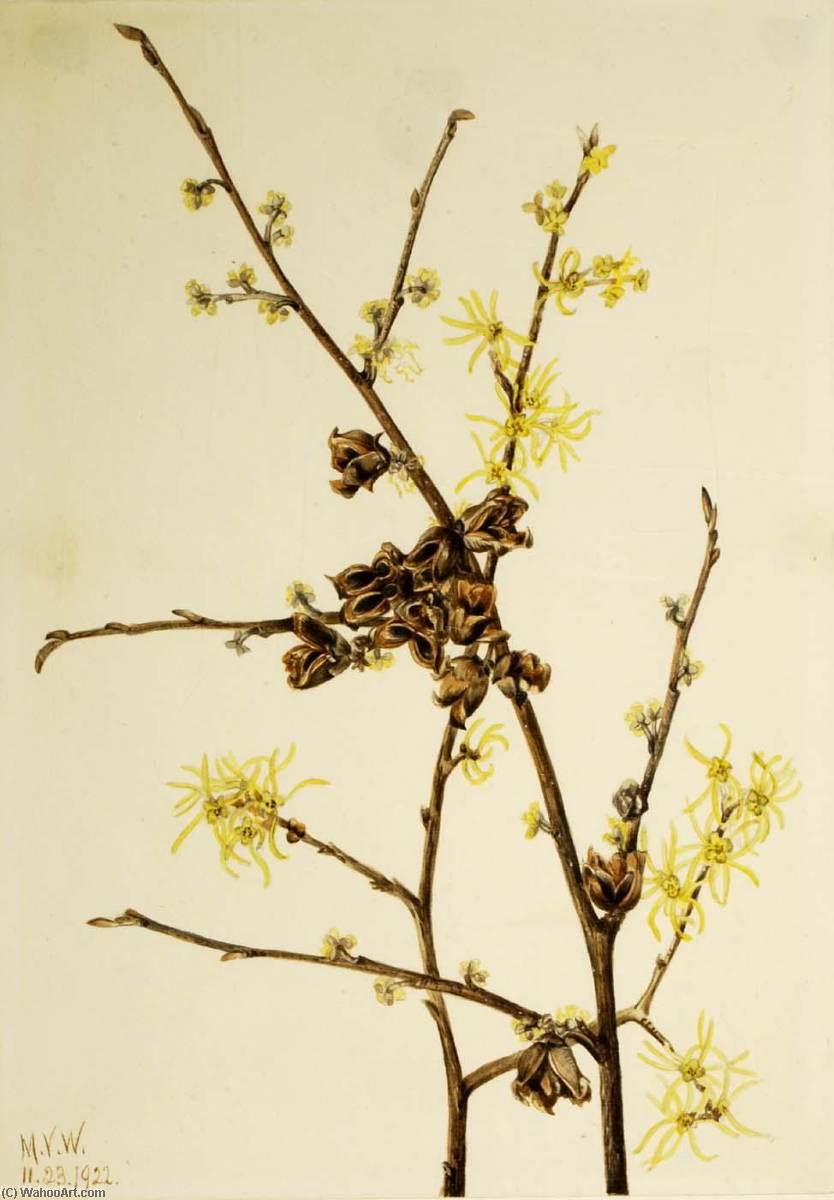 Witch Hazel (hamamelis Virginiana) — Mary Vaux Walcott