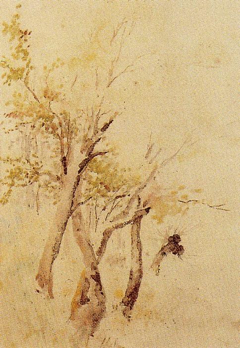 Trees — Ovidio Murguía De Castro