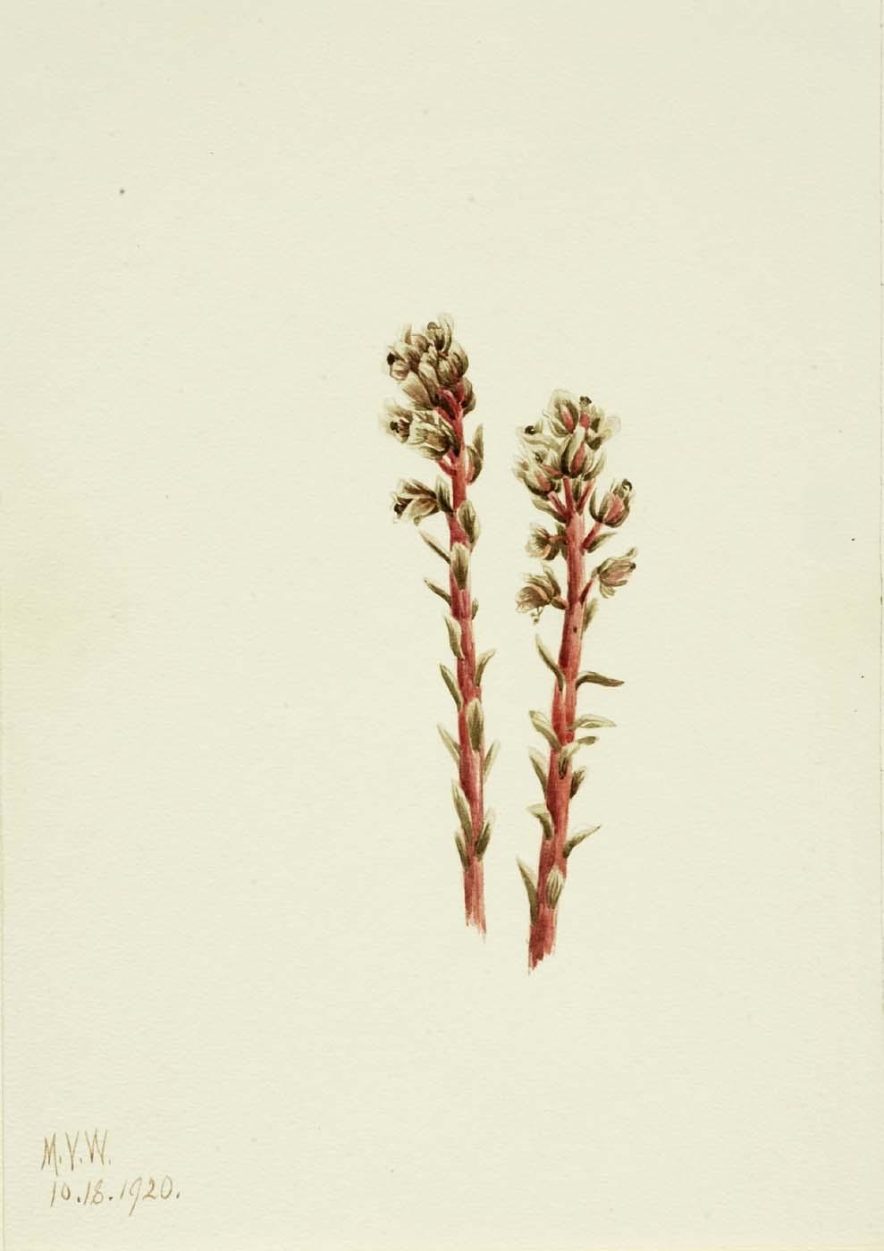 Rote Tragant (hypopitys Lanuginosa) — Mary Vaux Walcott