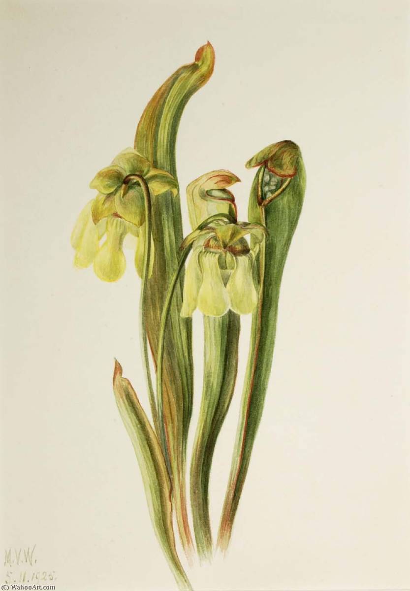 Hooded Pitcherplant (sarracenia Minor) — Mary Vaux Walcott