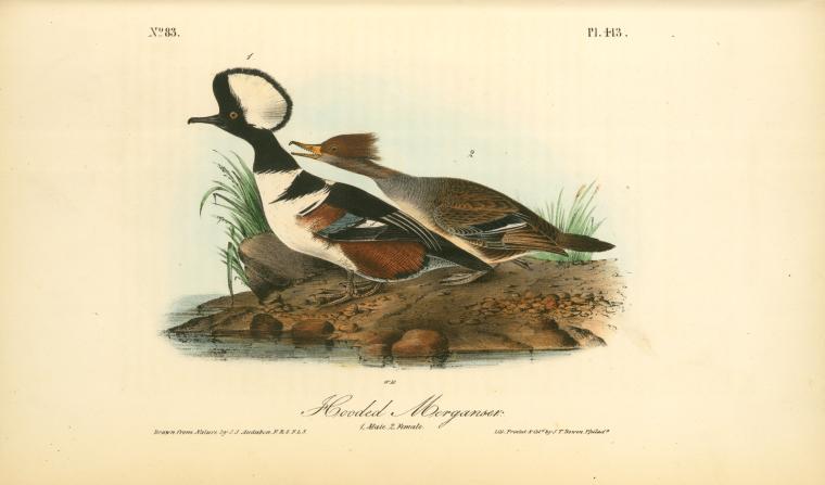 Hooded Merganser. 1. Male. 2. Female — John James Audubon