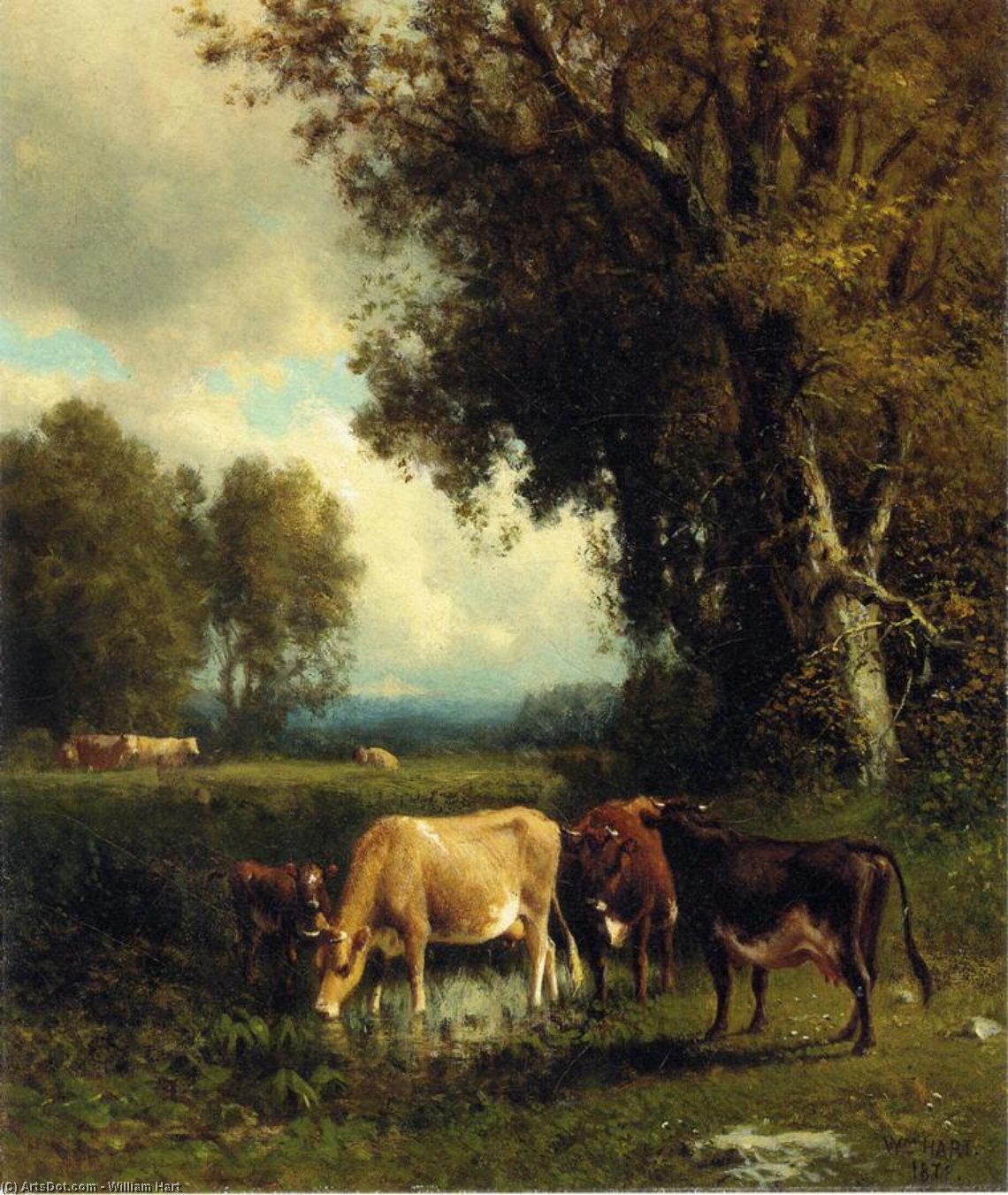 Cows In The Meadow — William Hart