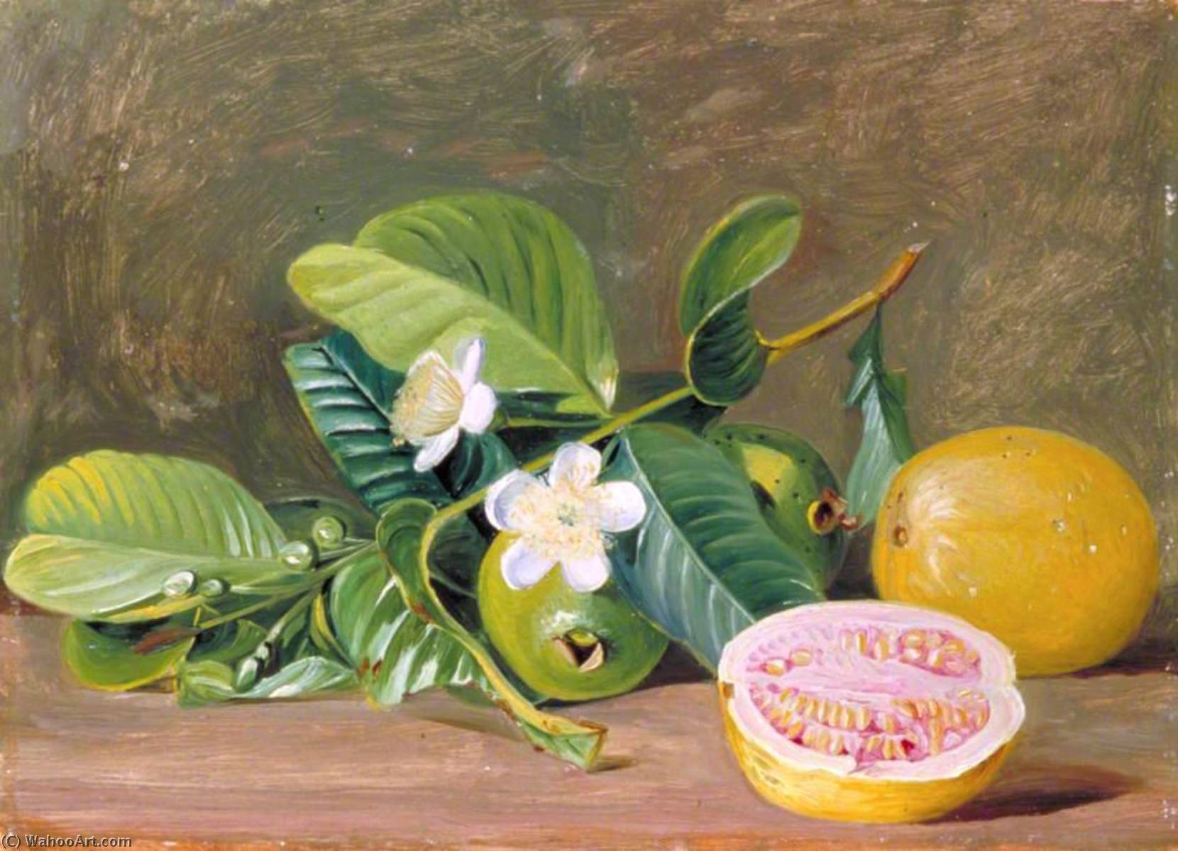 Foliage, Flowers And Fruit Of A Variety Of Guava — Marijana Nort