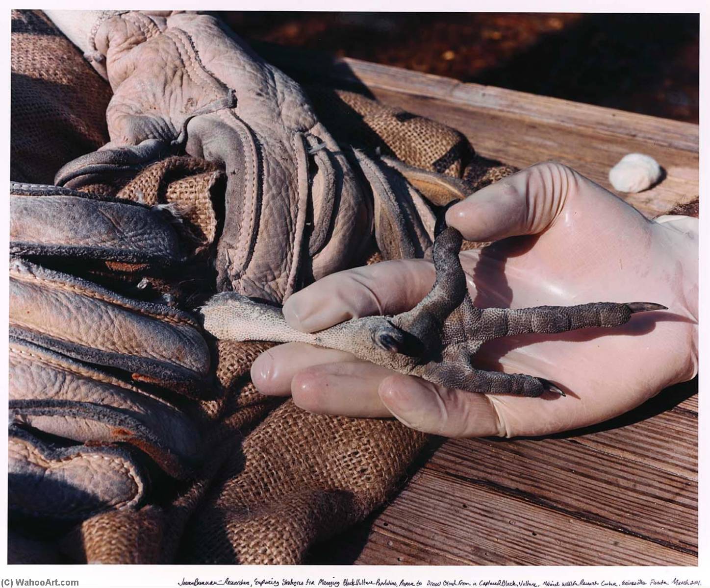 Researchers, Exploring Strategies For Managing Black Vulture Populations, Prepare To Draw Blood From A Captured Black Vulture. National Wildlife Research Center. Gainesville, Florida — Joann Brennan
