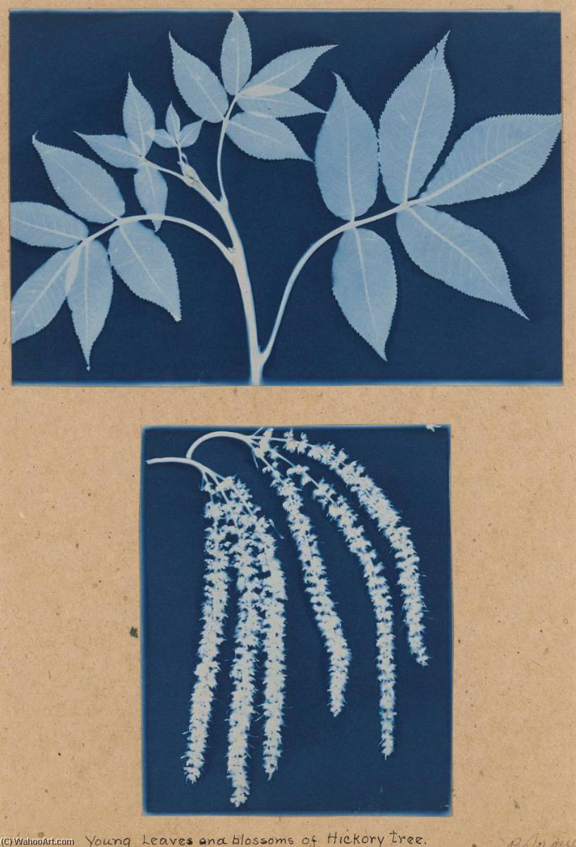 Young Leaves And Blossoms Of Hickory Tree — Bertha Evelyn Jaques