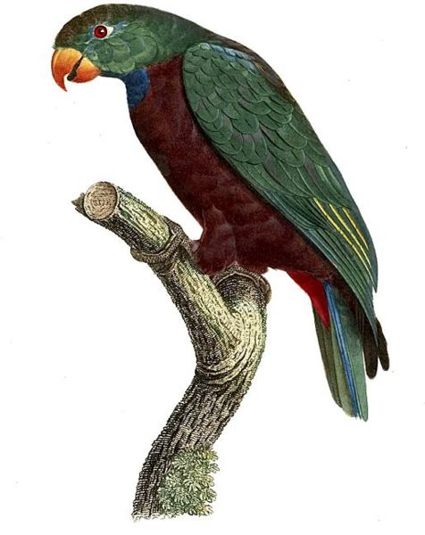Pionus Sordidus — Жак Баррабан