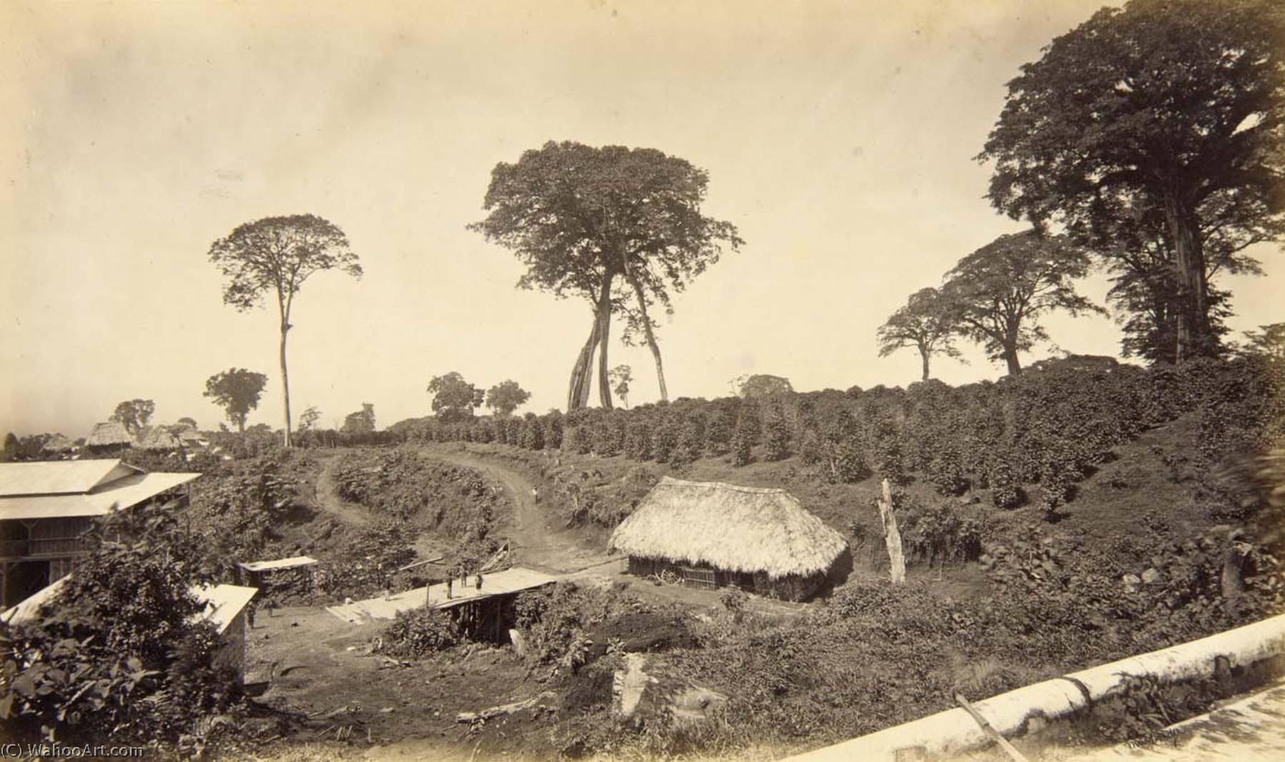 Coffee Plantation At Las Nubes, Guatemala — Eadweard J Muybridge