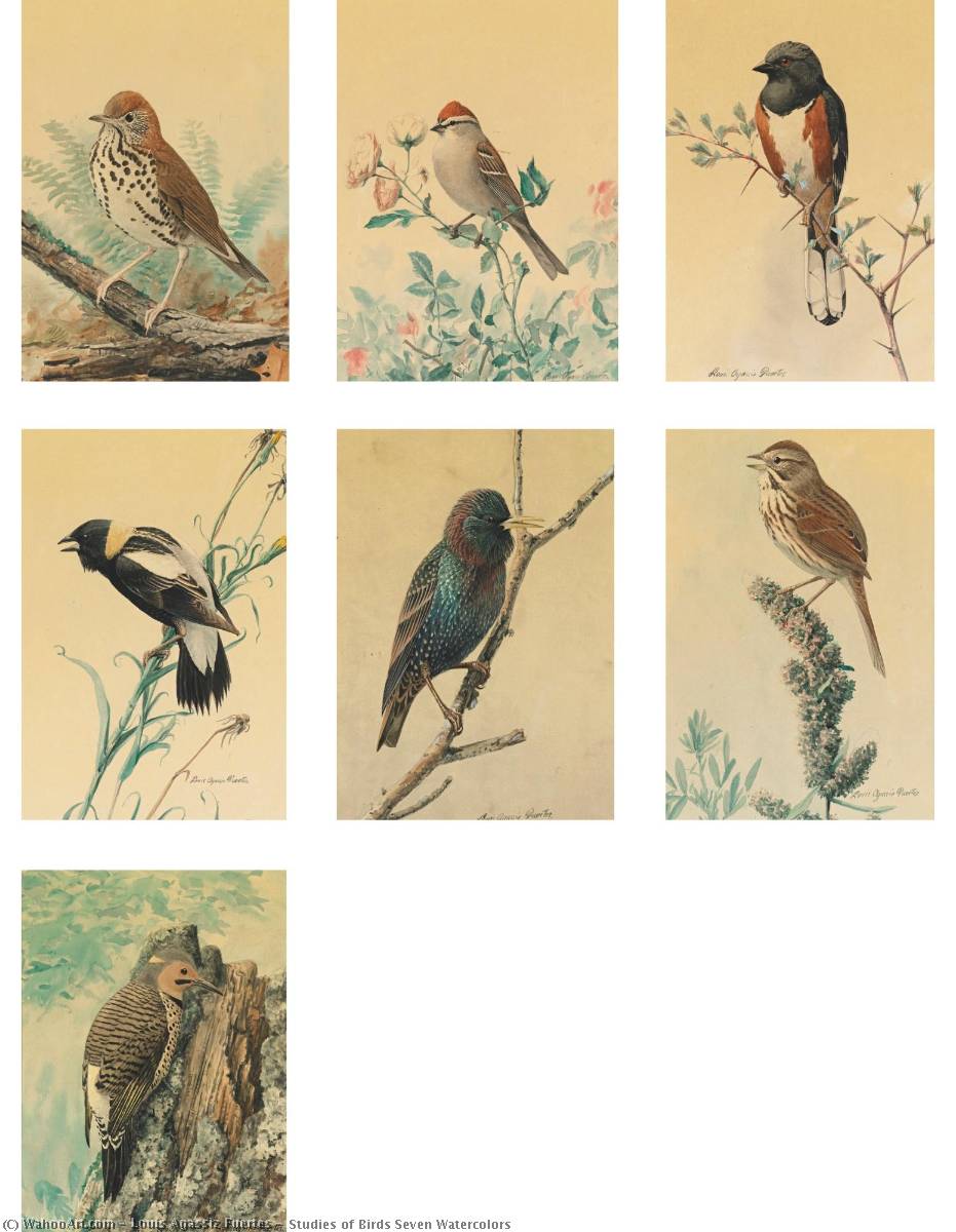 Studies Of Birds Seven Watercolors — Louis Agassiz Fuertes