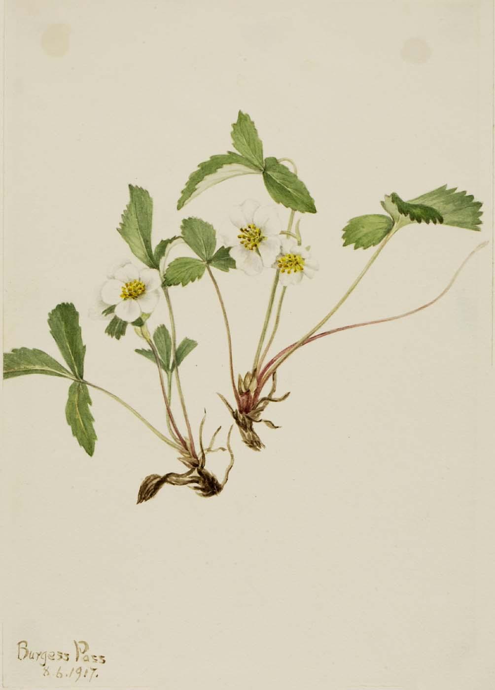 Pale Strawberry (fragaria Glauca) — Mary Vaux Walcott