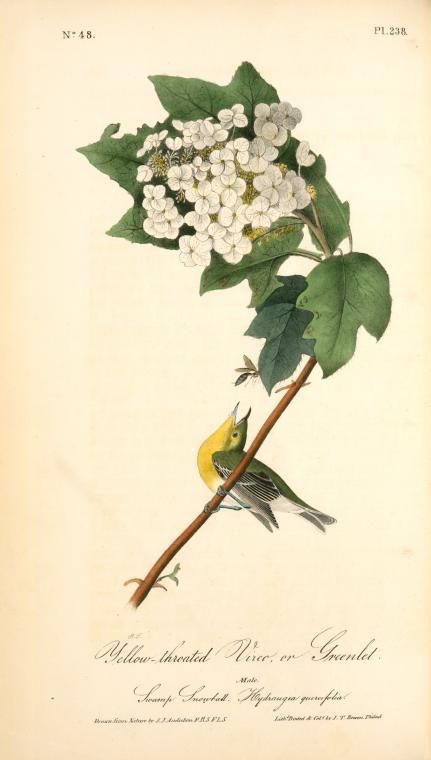 Yellow-throated Vireo, Or Greenlet. Male. (swamp Snowball. Hydrangea Quercifolia.) — John James Audubon