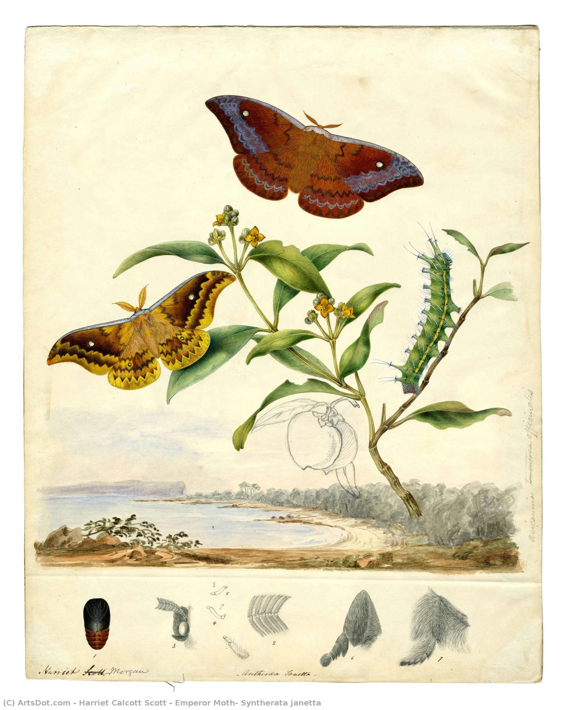 Emperor Moth, Syntherata Janetta — Harriet Calcott Scott