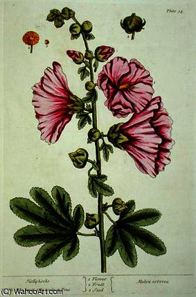 Hollyhocks — Elizabeth Blackwell