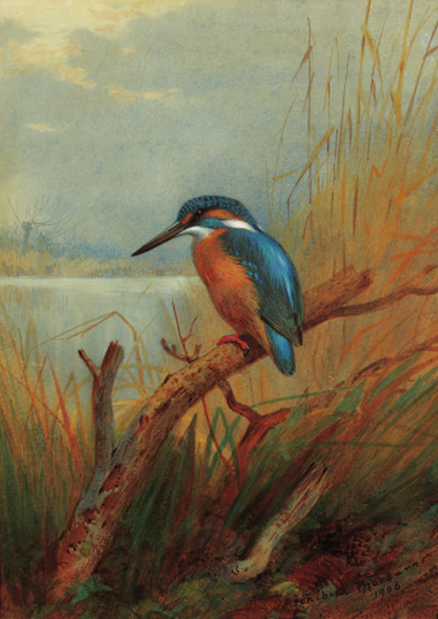 A Kingfisher — アーチボルド・ソーバーン