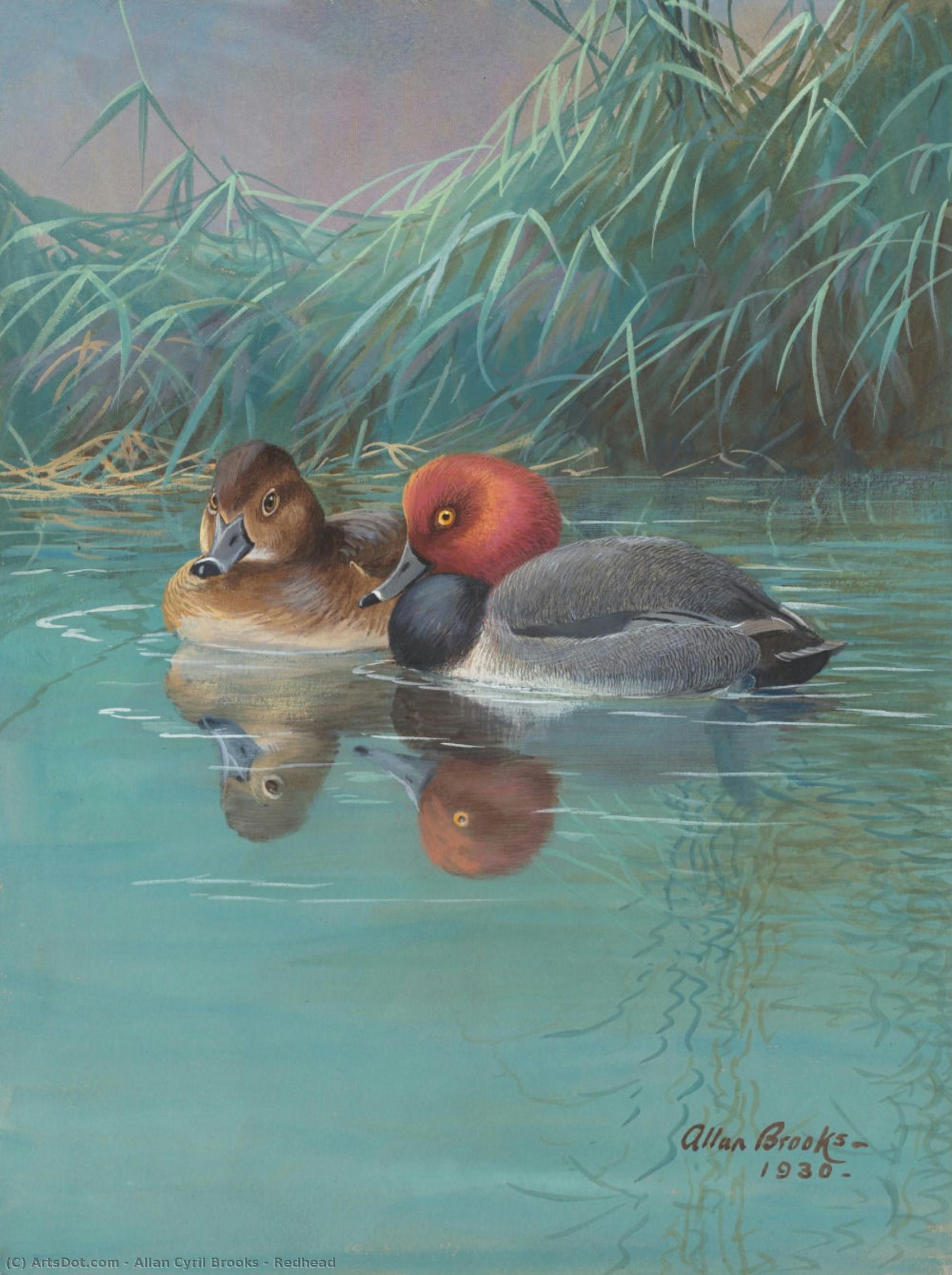 Redhead — Allan Cyril Brooks