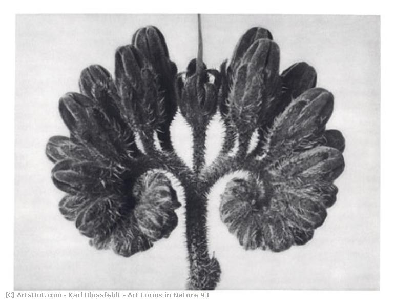 Art Forms In Nature 93 — Karl Blossfeldt