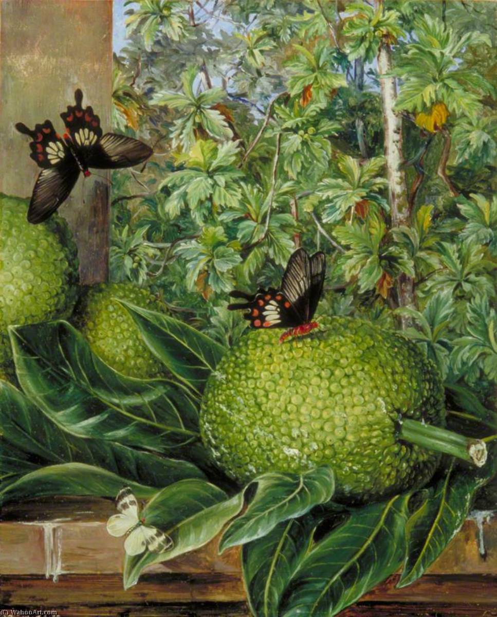 The Breadfruit, Painted At Singapore — Marianne North