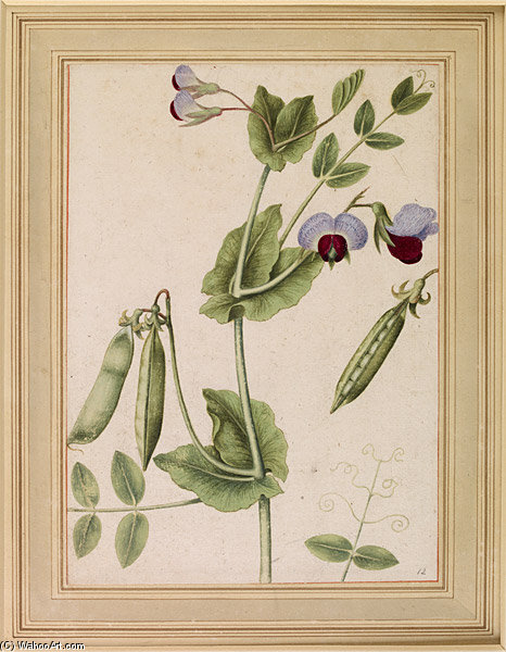 Nouvelle France_5_1_pois Le Moyne De Morgues — Jacques Le Moyne De Morgues