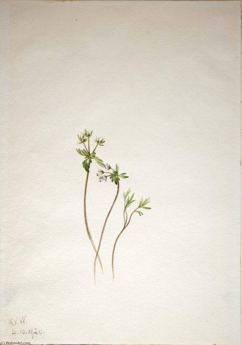 Harbinger Of Spring (erigenia Bulbosa) — Mary Vaux Walcott