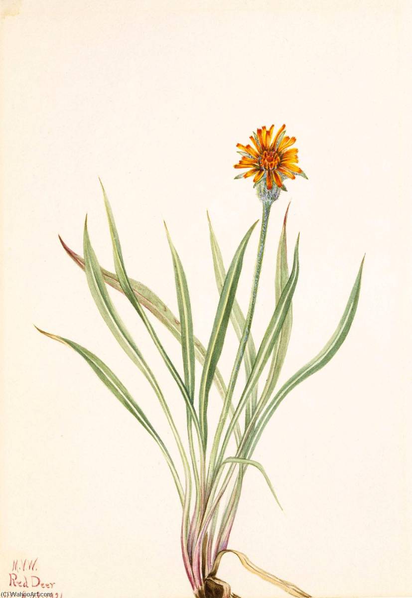 False Dandelion (agoseris Aurantiaca) — Mary Morris Vaux Walcott