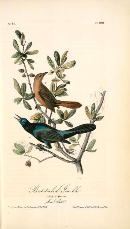 Boat-tailed Grackle. 1. Male. 2. Female. (live Oak — John James Audubon