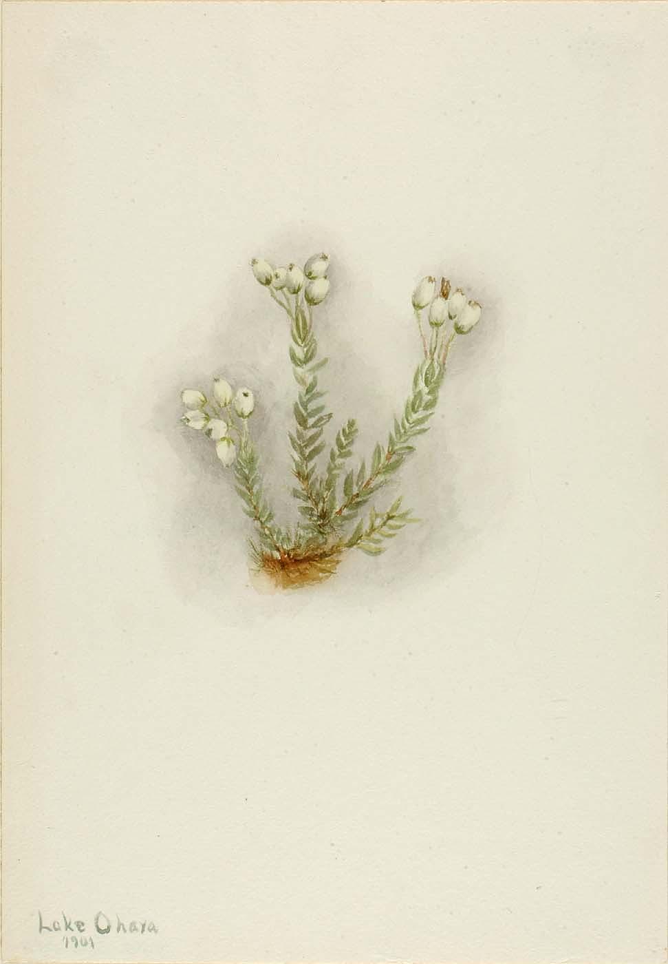 White Heather (phyllodoce Grandiflora) — Mary Morris Vaux Walcott