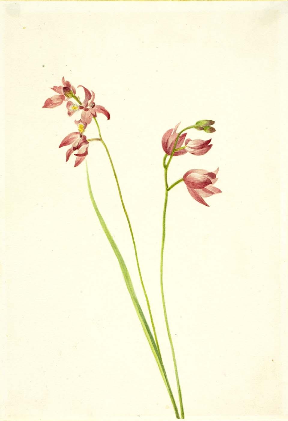 Grass Pink Orchid (limodorum Tuberosum) — Mary Vaux Walcott