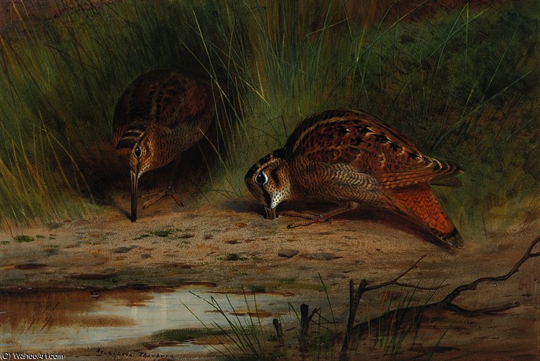 Pair Of Woodcocks Feeding — アーチボルド・ソーバーン