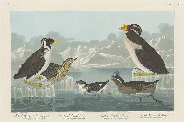 Black-throated Guillemot, Nobbed-billed Auk, Curled-crested Auk And Horned-billed Guillemot — Robert Havell