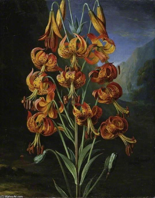 Lilium Superbum — George Philip Reinagle