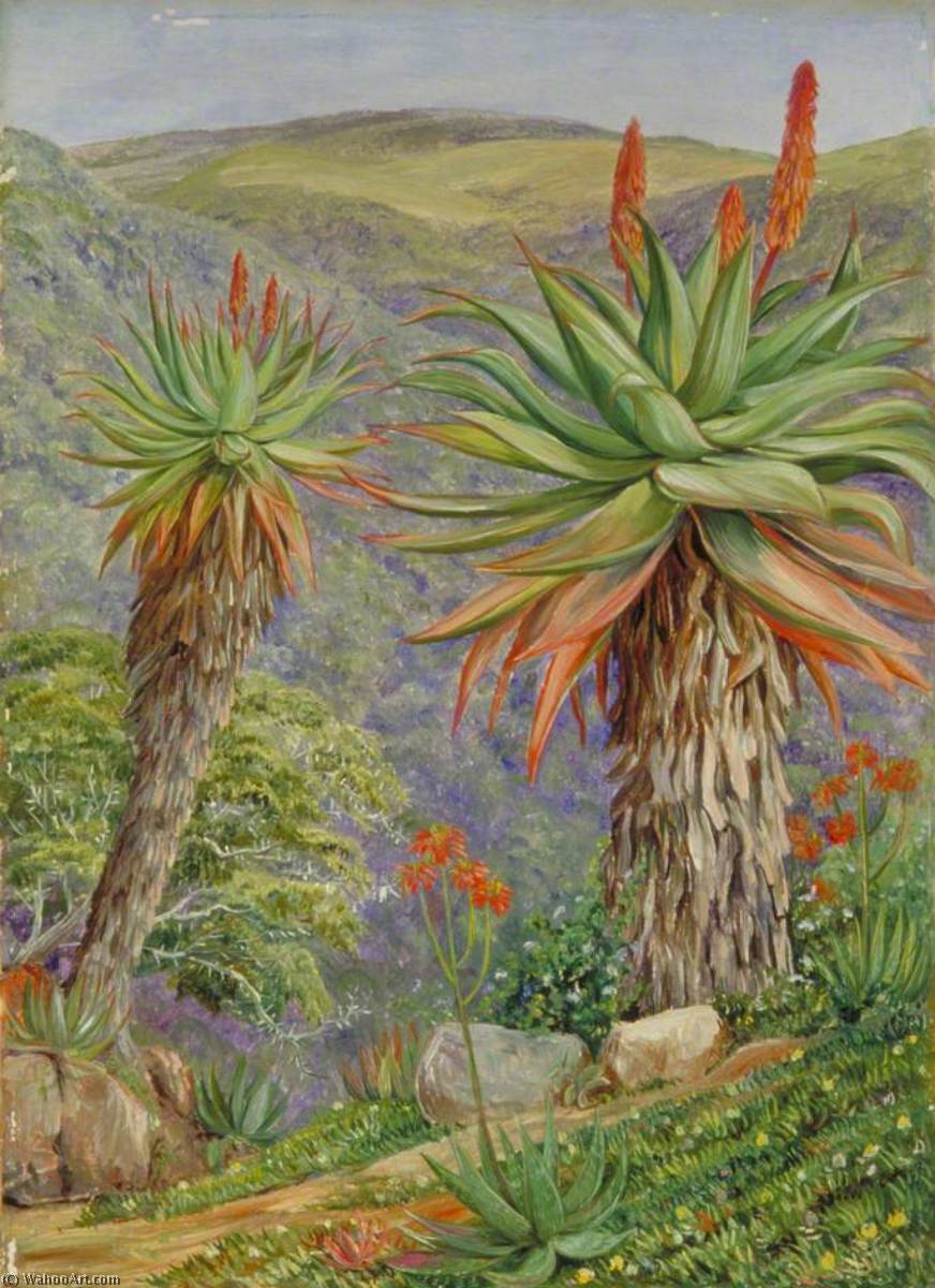 Baumaloen Und Mittagsblumen Über Dem Van-staaden's-kloof, Südafrika — Marianne North