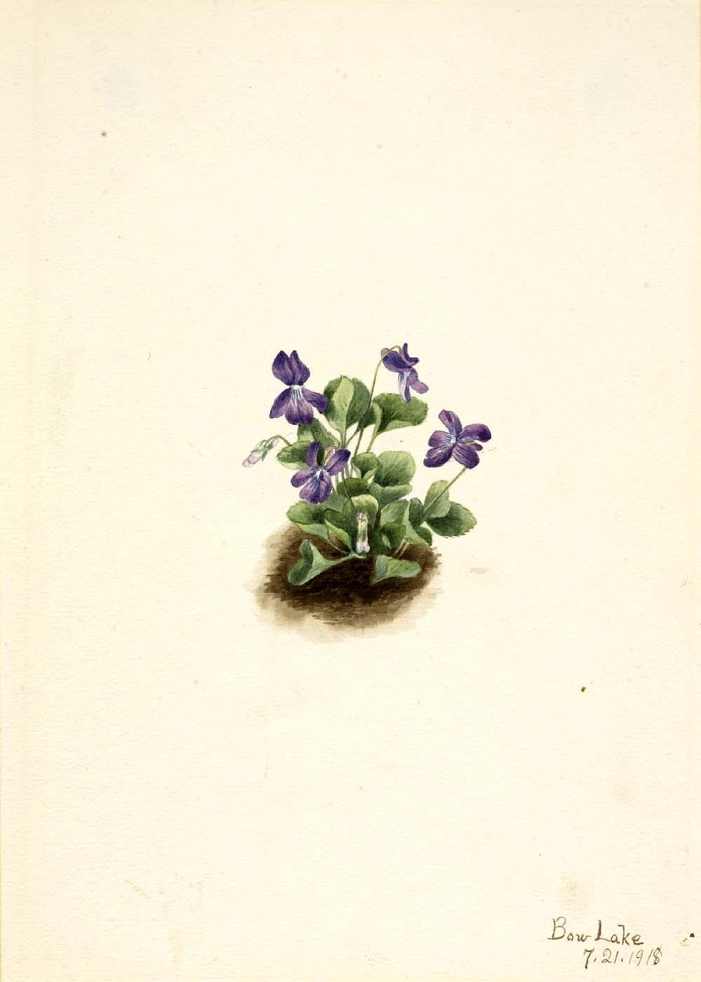 Purple Mountain Violet (viola Adunca) — Mary Vaux Walcott