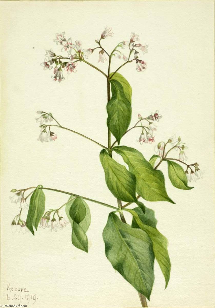 Dogbane (apocyum Androsaemfolium) — Mary Vaux Walcott