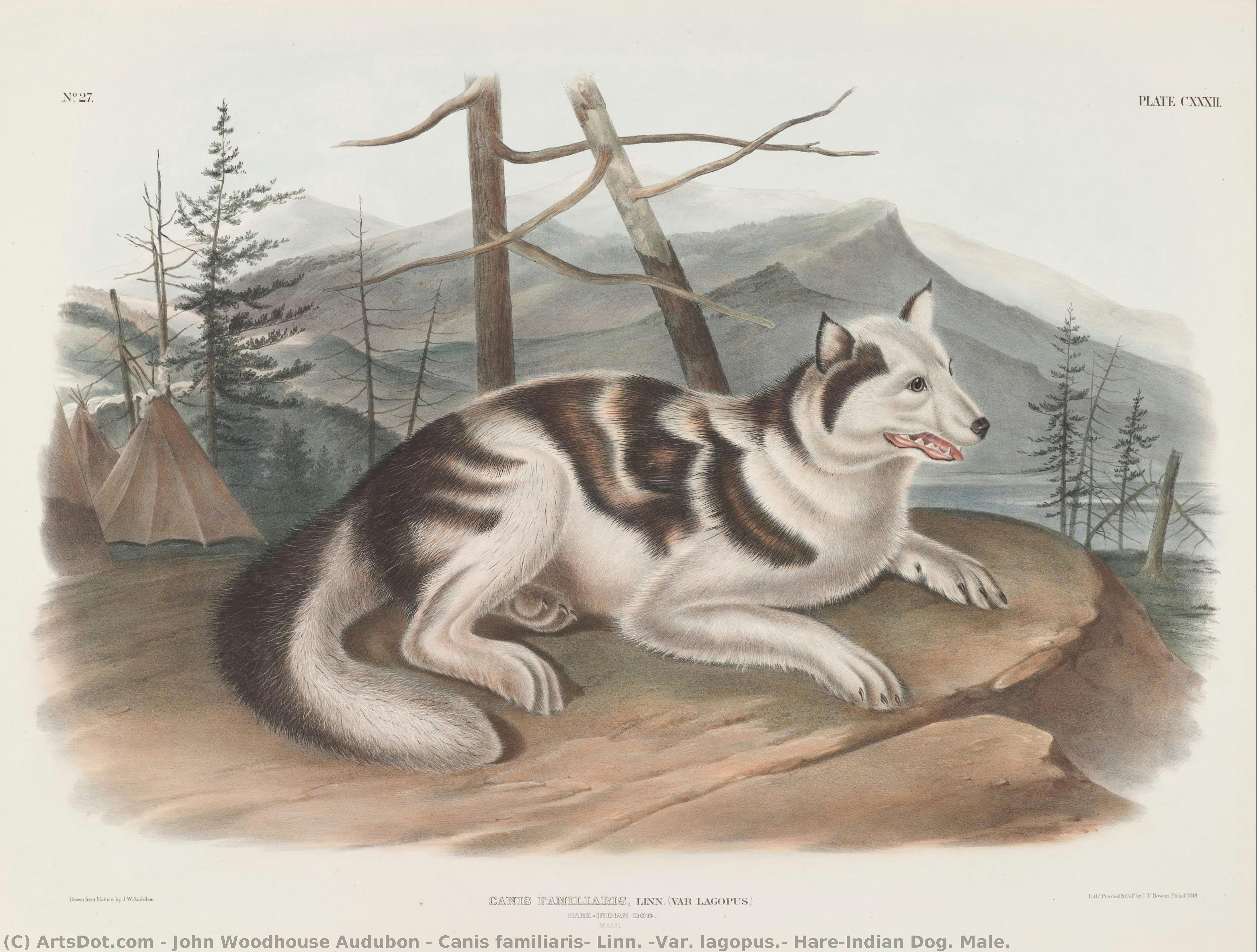 Canis Familiaris, Linn. (var. Lagopus.) Hare-indian Dog. Male. — John Woodhouse Audubon