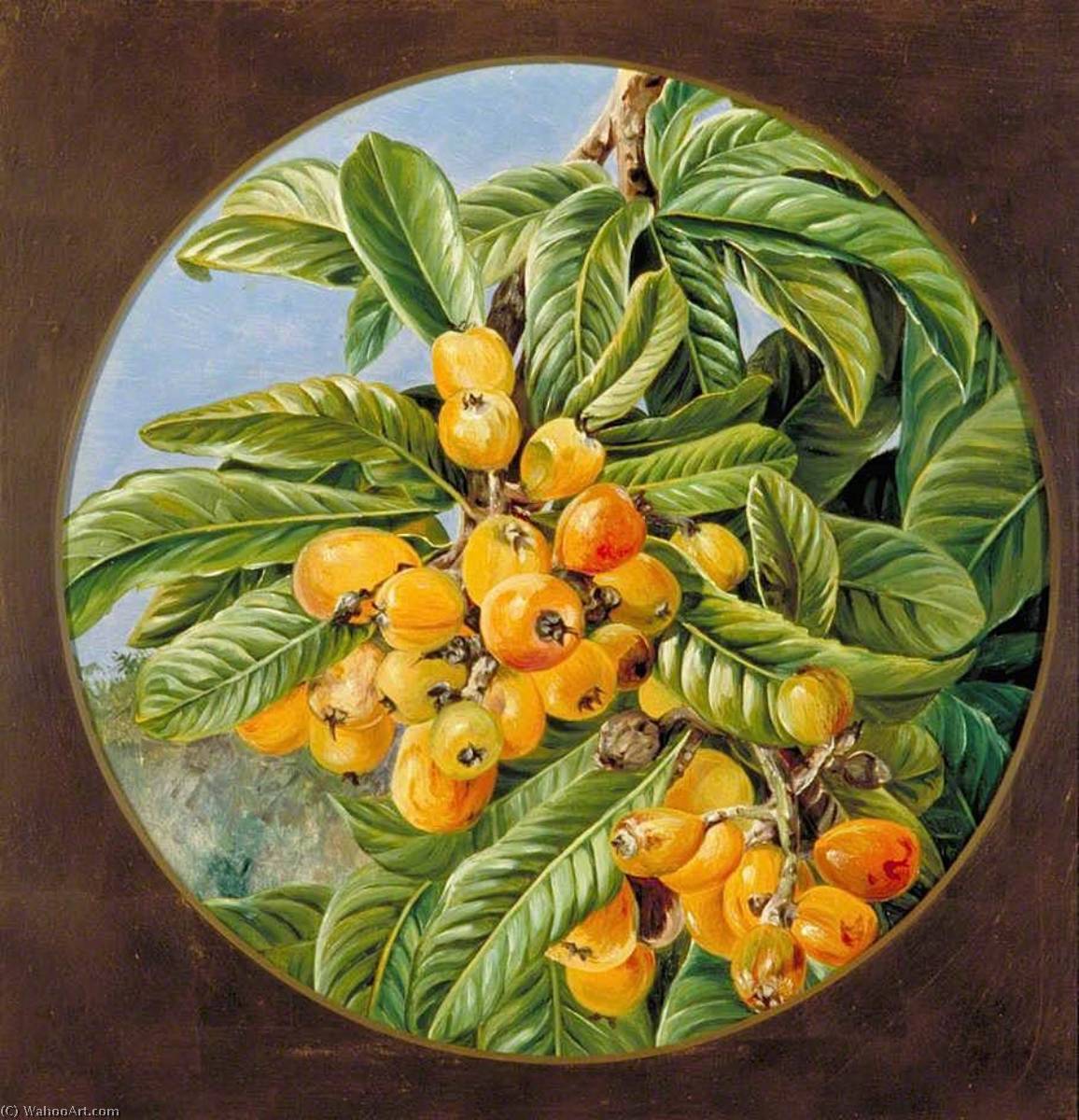 Foliage And Fruit Of The Loquat Or Japanese Medlar, Brazil — Marianne North